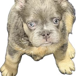 Dominic - Blue fawn male French Bulldog puppy in Delhi, Louisiana from 4T Ranch