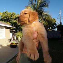Golden Retriever Puppies from Brisas Goldens