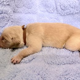 Bear - Golden male Golden Retriever puppy in Seville, Ohio from Retriever Ranch