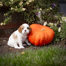 Aspen - Cavalier King Charles Spaniel puppy from Judy's Cavaliers