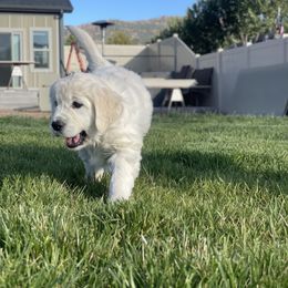 Golden Retriever Puppies from Bramble Berry Goldens