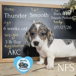 Thunder - Dapple male Dachshund puppy in Hoquiam, Washington from Heyd's Mini Dachshunds