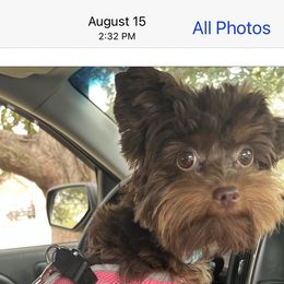 Abby - Yorkshire Terrier