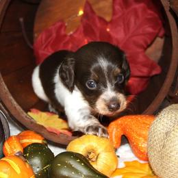 Voorhees - Piebald male Dachshund puppy in Corbin, Kentucky from White River Valley Kennel