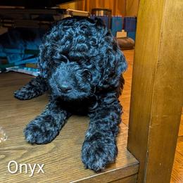Onyx - Black male Cockapoo puppy in Sunset, Louisiana from Cano Cockapoos