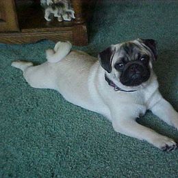Pug All Grown Up from Snuggle Pugs