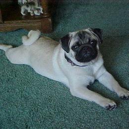 Pug All Grown Up from Snuggle Pugs