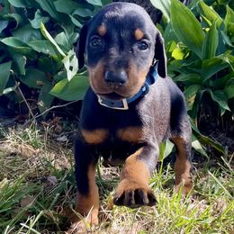 Elwood - Black and rust male Doberman Pinscher puppy in Blanchester, Ohio from Battle Creek Dobermans