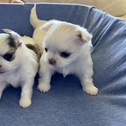Chihuahua Puppies from Stardom Chihuahuas