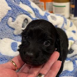 Apache - Black male Dachshund puppy in Heber Overgaard, Arizona from Sonoran Doxies