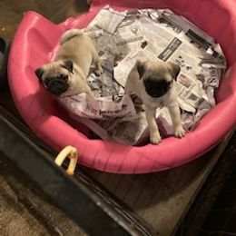 Pug Puppies from Piggytail Kennels