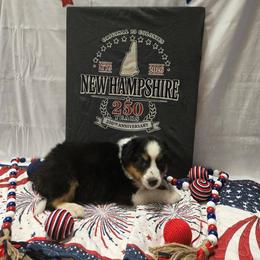 Cord - Tri-colored male English Shepherd puppy in Ozark, Missouri from Town & Country English Shepherds
