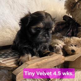 Velvet - Red and tan female Shih Tzu puppy in Center Point, Iowa from Puppies in a Box Shih tzus