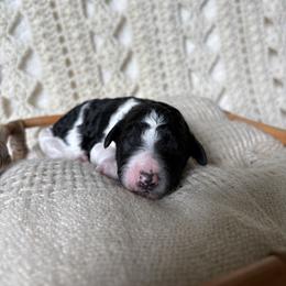 Parti Black and White girl - Parti female Poodle puppy in Anna, Texas from Sweet Country Standards