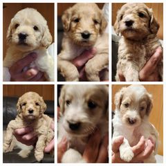 Double Doodle puppies from Cat's Golden Labradoodles