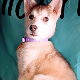 Aloe - Gray and white Siberian Husky puppy in Saint Louis, Missouri from The Cosmic Critters