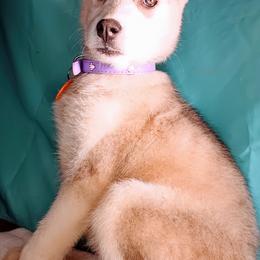 Aloe - Gray and white Siberian Husky puppy in Saint Louis, Missouri from The Cosmic Critters