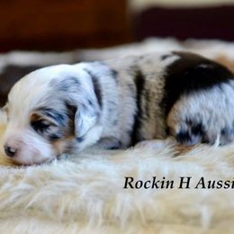 Fin - Blue merle male Toy Australian Shepherd puppy in Russellville, Arkansas from Rockin H Aussies