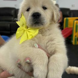 Girl 1 - Golden female Golden Retriever puppy in Edgerton, Wisconsin from ERSA Acres Golden Retrievers...limited registration only offered