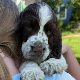 Iris - Liver and white female English Springer Spaniel puppy in Newport News, Virginia from Sara's English Springer Spaniels (All Tails Kennel)