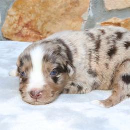 Voodoo - Red merle female Australian Shepherd puppy in Macon, Georgia from Shaina’s Shepherds