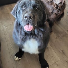 Newfoundland Puppies from Tonka Bay Newfoundlands