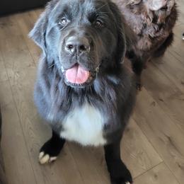 Newfoundland Puppies from Tonka Bay Newfoundlands