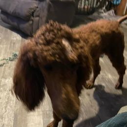 Poodles from BlueLine Kennel