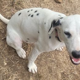 Girl Yaoyorozu Red - White and black Dalmatian puppy in Thayer, Missouri from Spotty Bottom Dalmatians