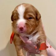 Clydesdale - Red male Nova Scotia Duck Tolling Retriever puppy in Albany, New York from Sardonyx Canines