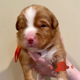 Clydesdale - Red male Nova Scotia Duck Tolling Retriever puppy in Albany, New York from Sardonyx Canines