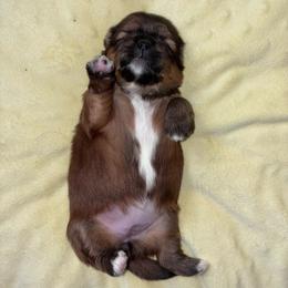 Chilli - Brown female Lhasa Apso puppy in Kettering, Ohio from The Ruff Life Tribe