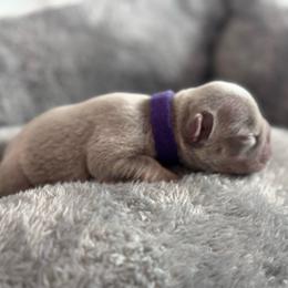 Purple collar - Blue fawn female French Bulldog puppy in Santa Rosa, California from Ingram Ranch Frenchies