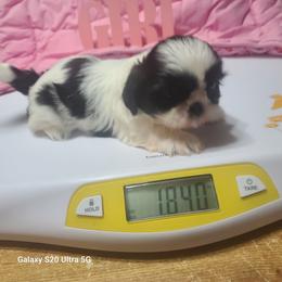 Girl Puppy 1 - Black and white female Shih Tzu puppy in Belleville, Michigan from Patricia's Heavenly Earth Angels