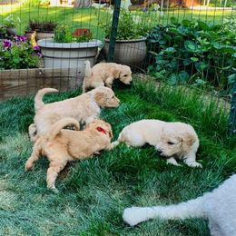 Goldendoodle Puppies from Diamond-Doodles