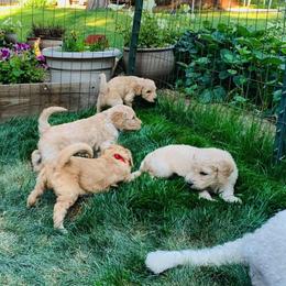 Goldendoodle Puppies from Diamond-Doodles
