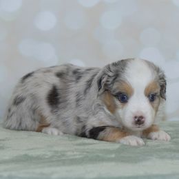Conrad - Blue merle male Toy Australian Shepherd puppy in Wichita Falls, Texas from Shooting Stars Ranch Toy and Mini Aussies
