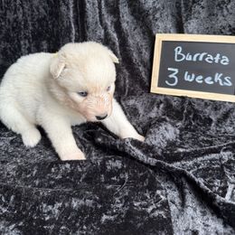 Burrata - White female Siberian Husky puppy in Southampton, New Jersey from First Frost Kennels