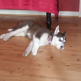 Siberian Husky Puppies from Crazy Cookies Huskies