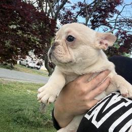 Valentina - Cream female French Bulldog puppy in Alexandria, Virginia from Boss Lady Kennel