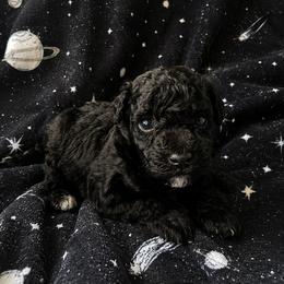 Anakin - Black male Poodle puppy in Mayville, Michigan from Kathy Maize