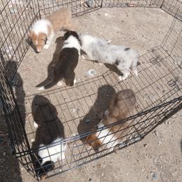 Reserved Speckle - Blue merle white and tan female Collie puppy in St Stephens, Wyoming from Desert Kennels