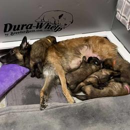 Belgian Tervuren Puppies from Timeless Belgians