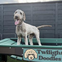 Goldendoodle puppies from Twilight Doodles
