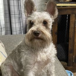 Sadie - Miniature Schnauzer
