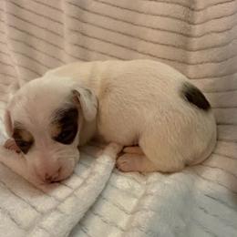 Tinsel - Piebald female Dachshund puppy in Hillsville, Virginia from Bonderosa Kennels