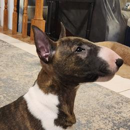 Bull Terrier and Miniature Bull Terrier Puppies from Virtue Bull Terriers & Miniature Bull Terriers