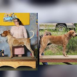 American English Coonhound puppies from Passchendaele English Coonhounds