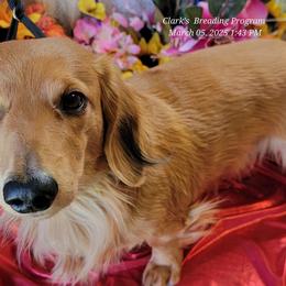 Rigger - Dachshund