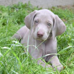 Weimaraner Puppies from Always Faithful Weimaraners
